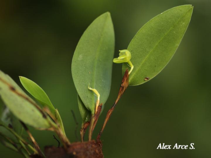 Restrepiopsis ujarensis
