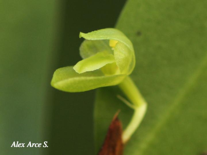 Restrepiopsis ujarensis