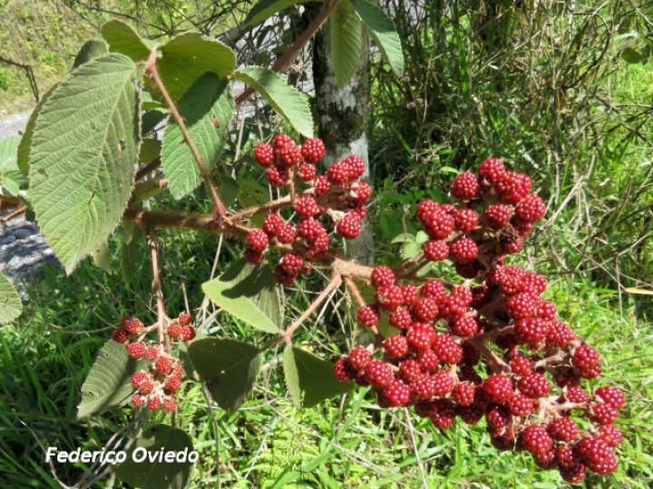 Rubus urticifolius (Mora)