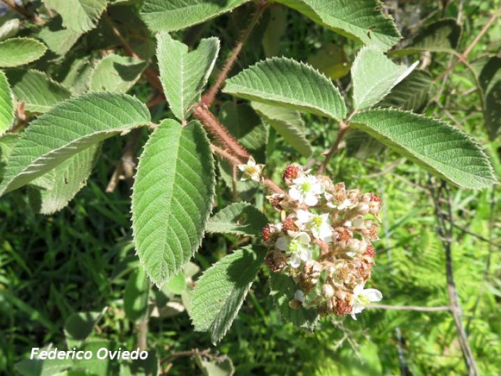 Rubus urticifolius (Mora)