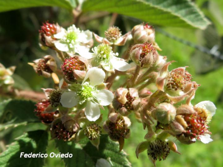 Rubus urticifolius (Mora)
