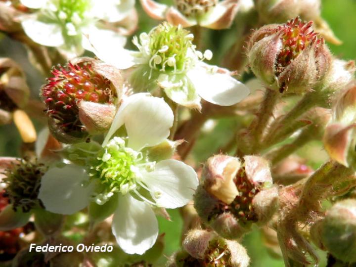 Rubus urticifolius (Mora)