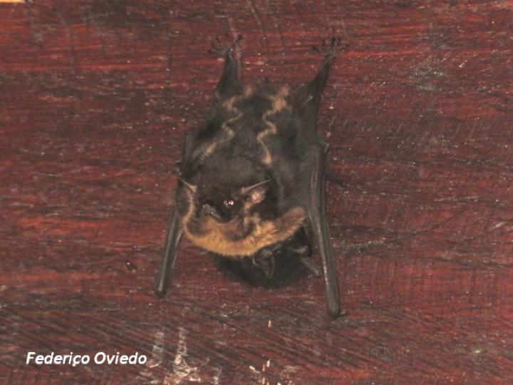 Saccopteryx bilineata (Murciélago listado)