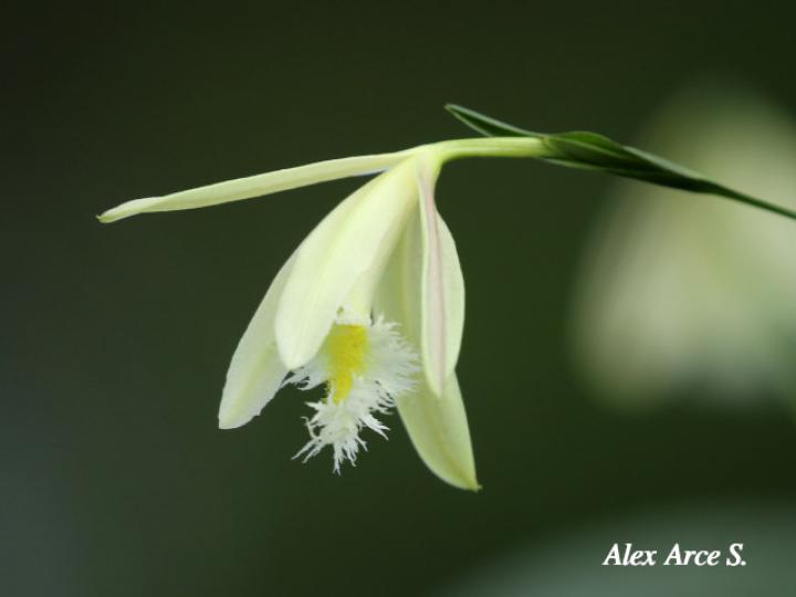 Sobralia fragrans