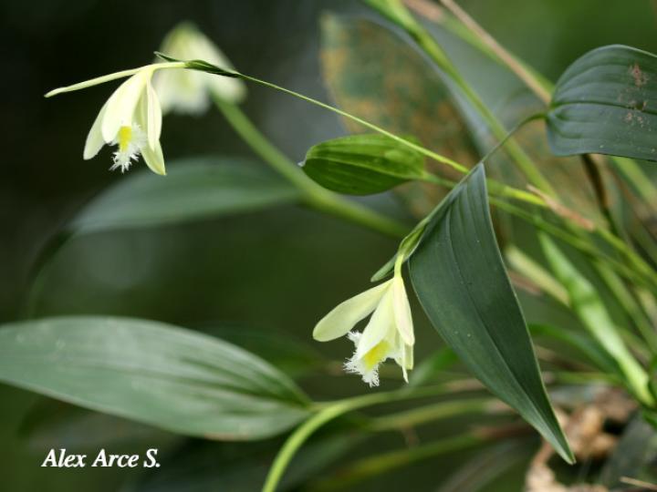 Sobralia fragrans