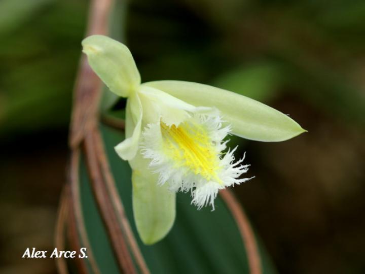 Sobralia fragrans