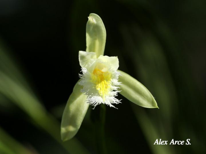 Sobralia fragrans