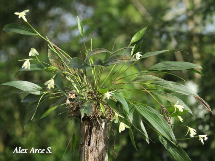 Sobralia fragrans