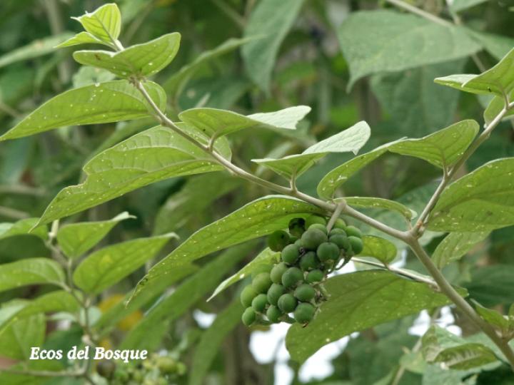 Solanum lepidotum