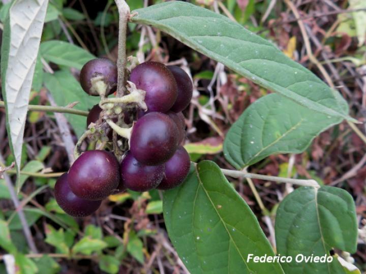 Solanum lepidotum
