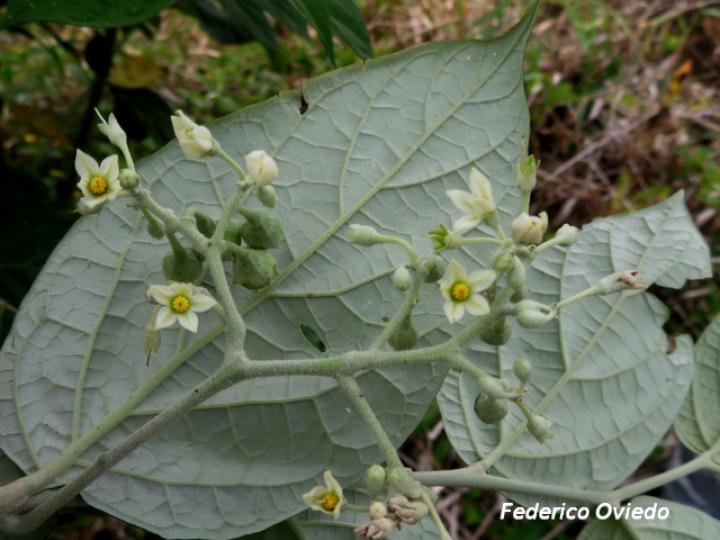 Solanum lepidotum