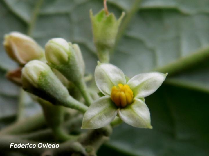 Solanum lepidotum