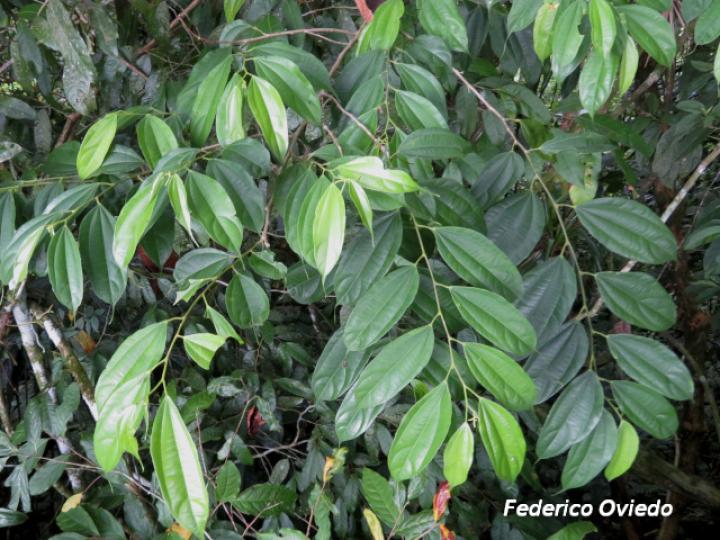 Trichospermum lessertianum (Capulín rojo)