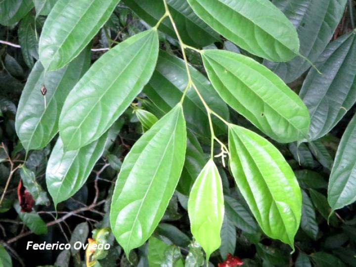 Trichospermum lessertianum (Capulín rojo)
