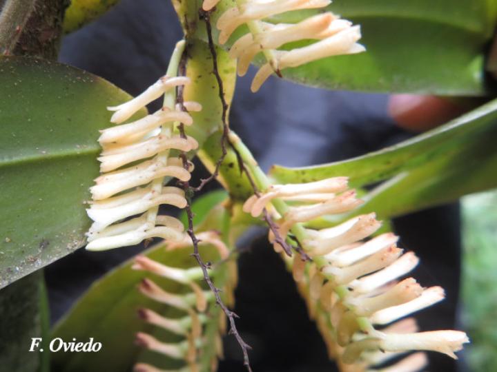 Campylocentrum micranthum