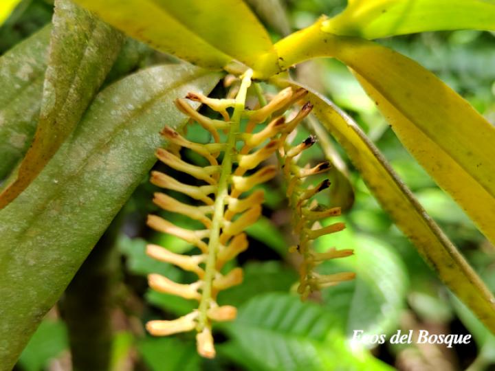 Campylocentrum micranthum