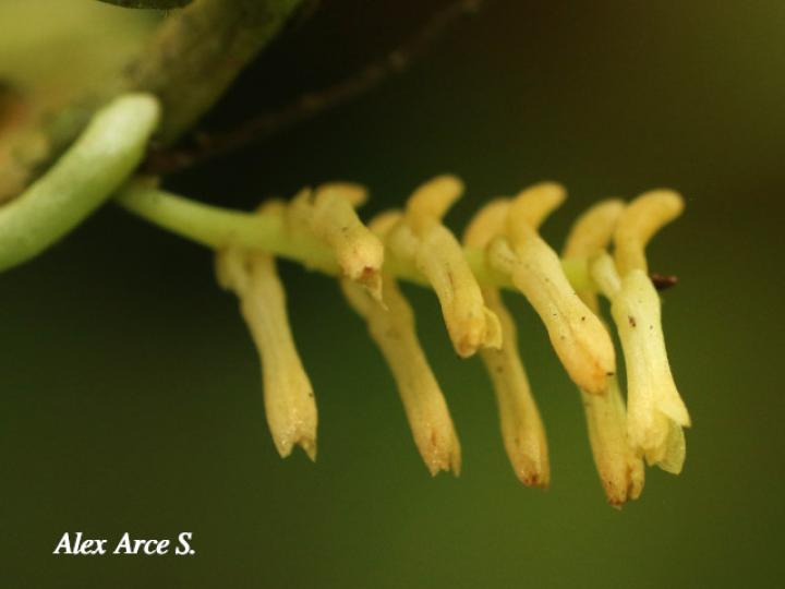 Campylocentrum micranthum