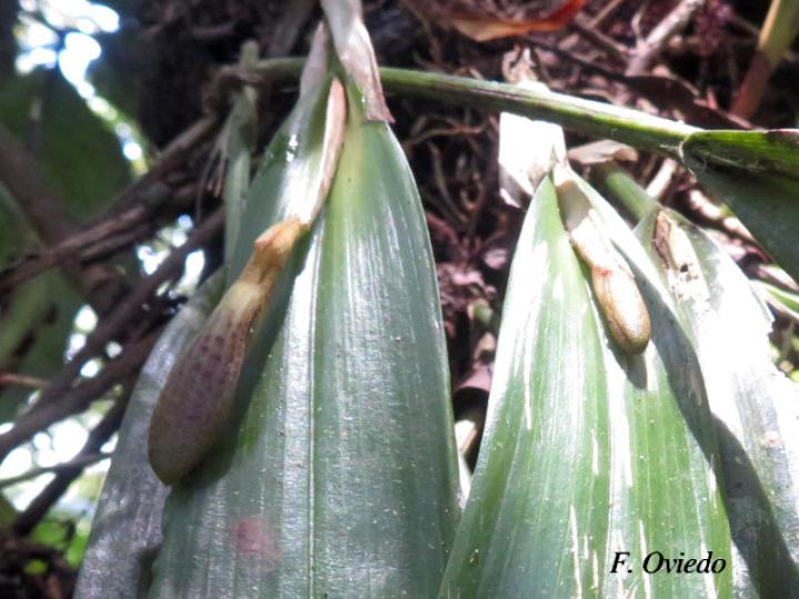 Echinosepala sempergemmata