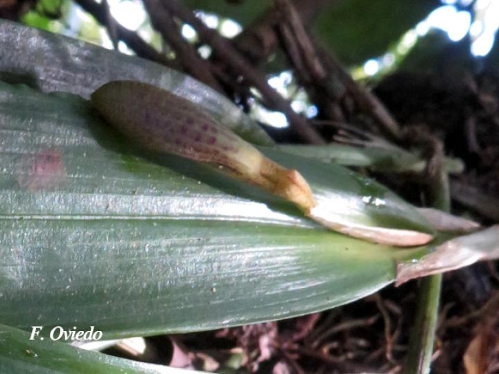 Echinosepala sempergemmata