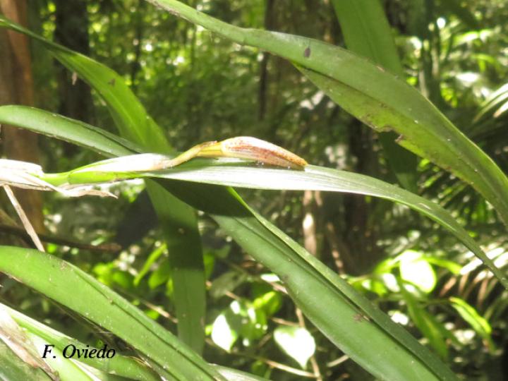 Echinosepala sempergemmata
