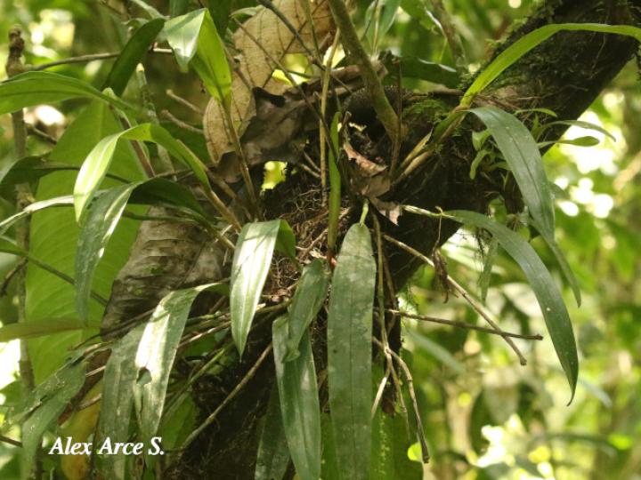 Echinosepala sempergemmata