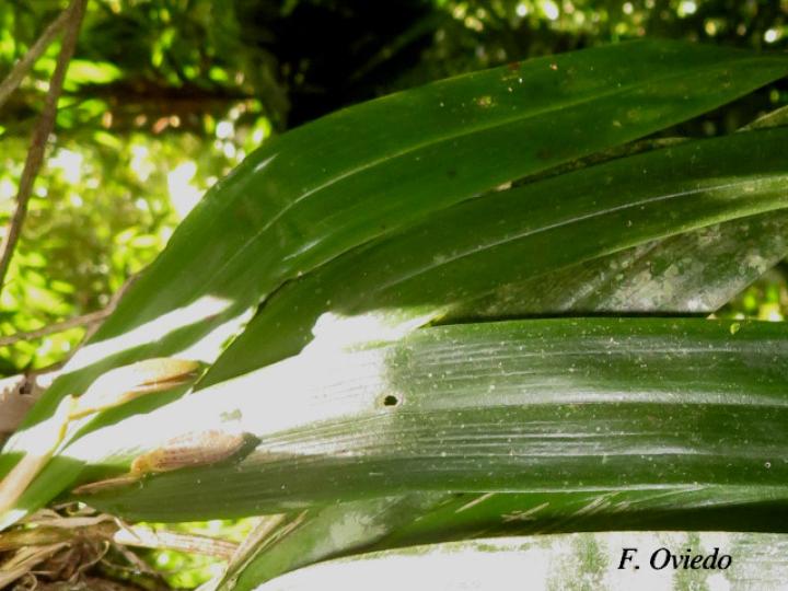 Echinosepala sempergemmata