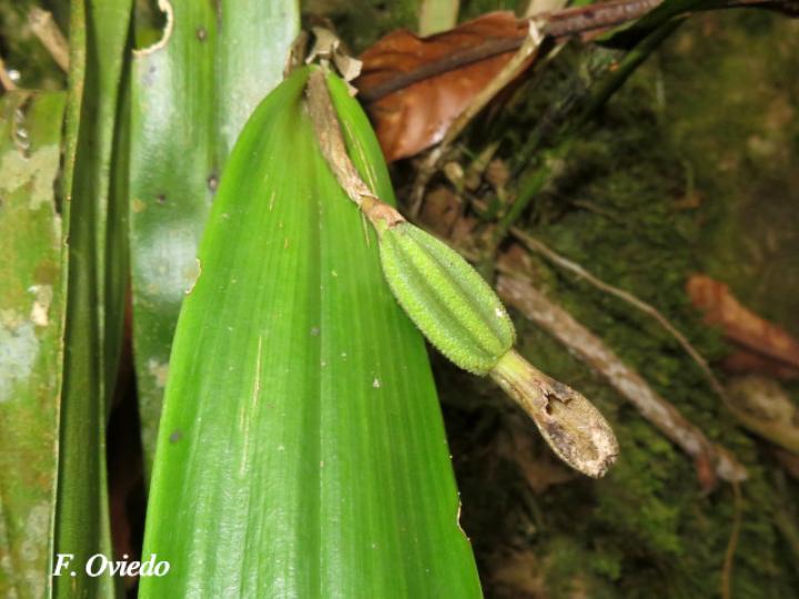 Echinosepala sempergemmata