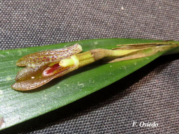 Echinosepala sempergemmata