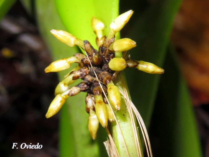 Octomeria costaricensis