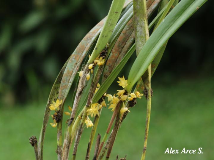 Octomeria costaricensis