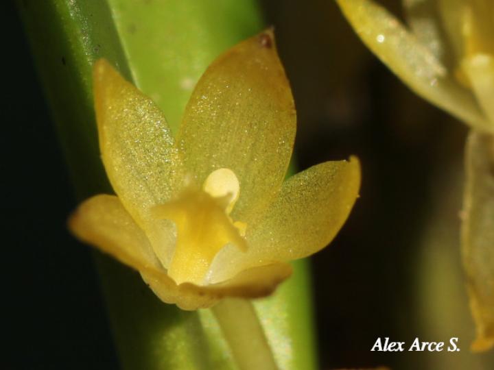 Octomeria costaricensis