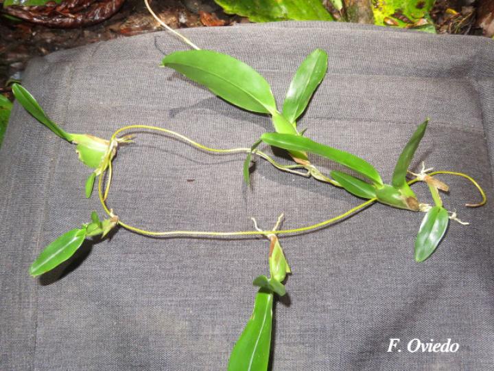 Oncidium globuliferum