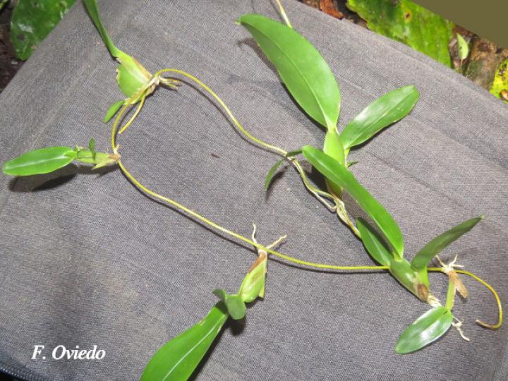 Oncidium globuliferum