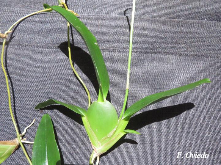 Oncidium globuliferum