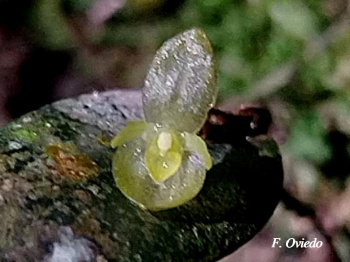Pleurothallis bitumida