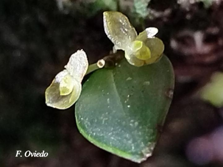Pleurothallis bitumida