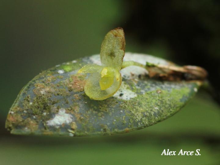 Pleurothallis bitumida