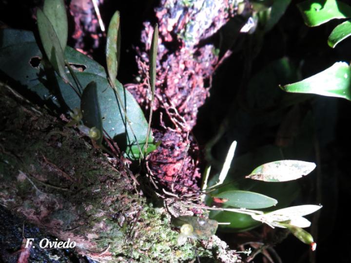 Pleurothallis bitumida