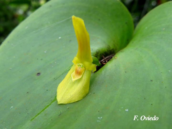 Pleurothallis cardiothallis