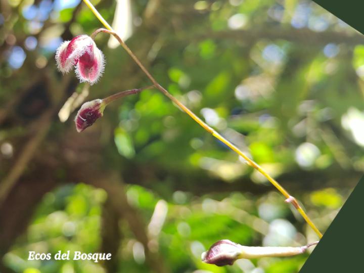 Pleurothallis convallaria