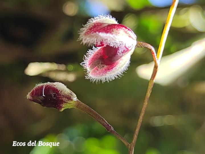 Pleurothallis convallaria