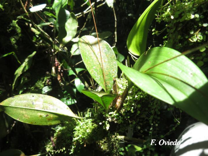 Pleurothallis convallaria