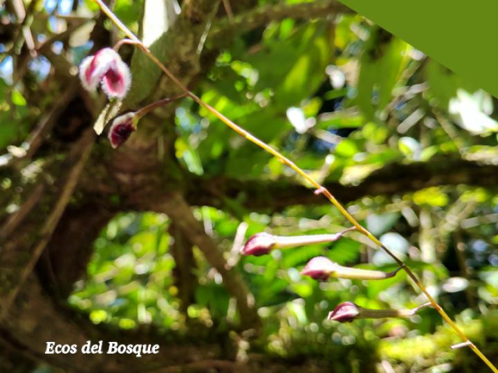 Pleurothallis convallaria