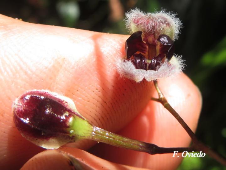 Pleurothallis convallaria