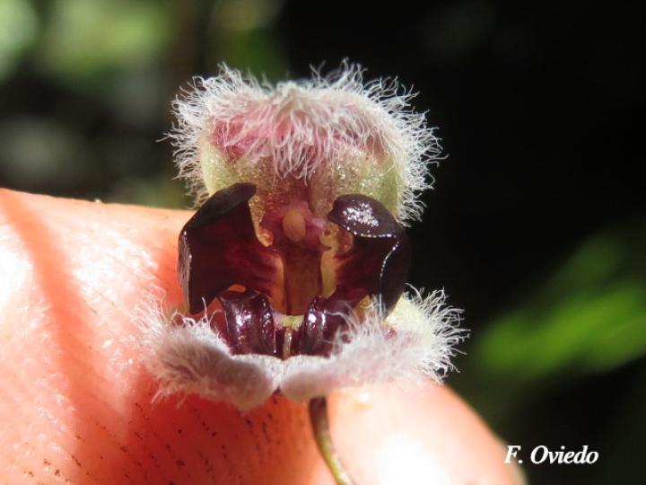 Pleurothallis convallaria