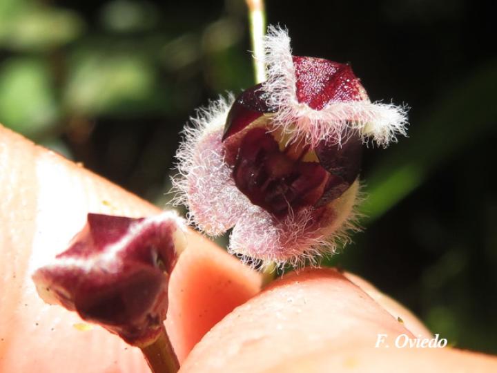 Pleurothallis convallaria