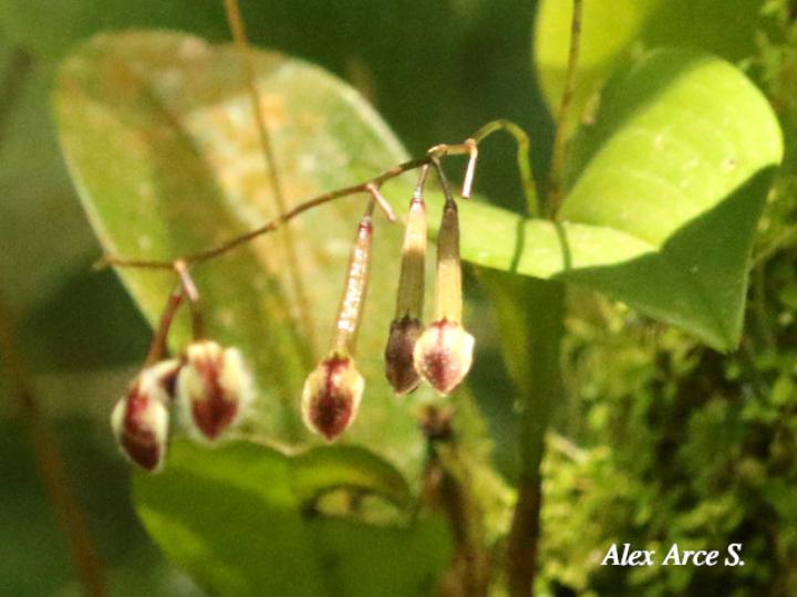 Pleurothallis convallaria