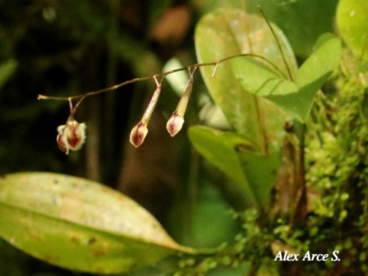 Pleurothallis convallaria