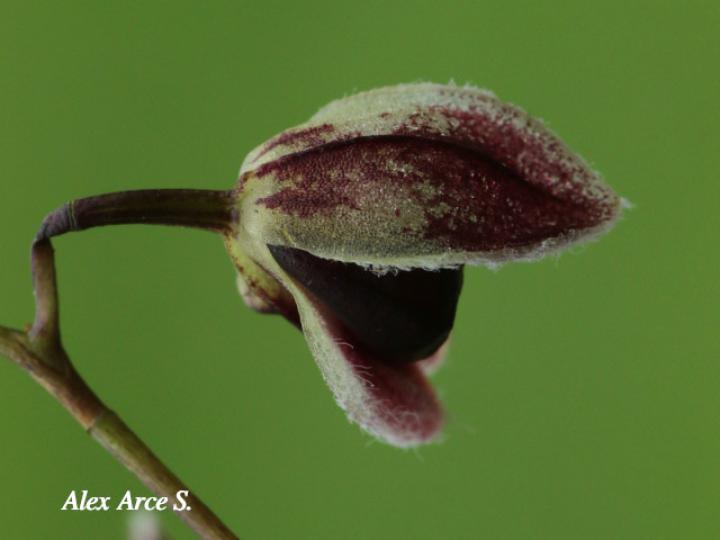 Pleurothallis convallaria