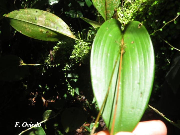 Pleurothallis convallaria